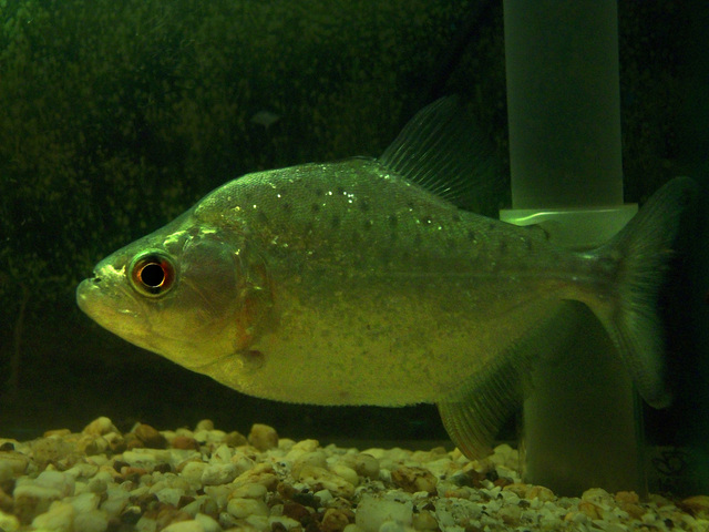srhombeus
