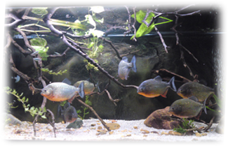 Acuario