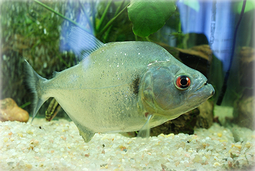 rhombeus